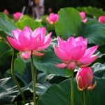 Niệm Phật cứu chủ khỏi đọa niem-phat-cuu-chu-khoi-doa