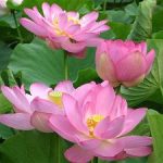 Ở đời vui đạo hãy tùy duyên Ở đời vui đạo hãy tùy duyên