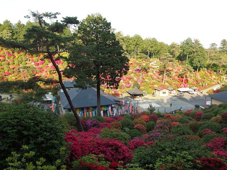 Shiofune Kannon-Ji cổ kính giữa ngọn đồi đỗ quyên