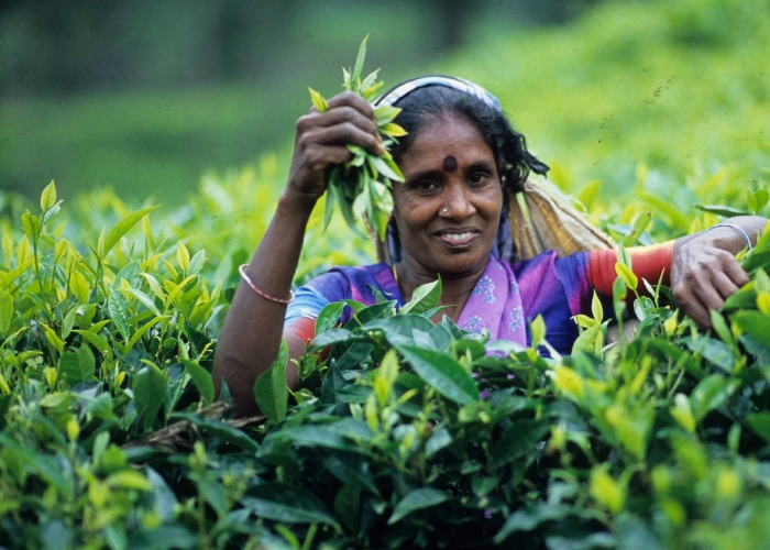 Sri Lanka: Giọt lệ tươi xanh vùng Nam Á