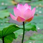 Sự thật về vô thường Sự thật về vô thường