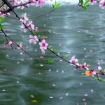 Tất cả âm thanh đều là tiếng thuyết pháp Tất cả âm thanh đều là tiếng thuyết pháp