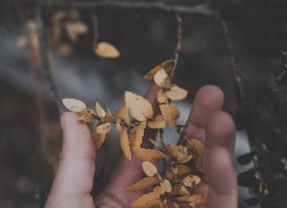 Cảm ơn nghịch cảnh