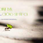 Sóng gió cuộc đời nuôi ta lớn