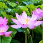 Trí tuệ là tối thượng Trí tuệ là tối thượng