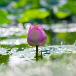 Trói mở do tâm Trói mở do tâm