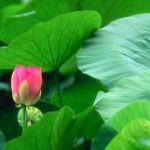 Trong tầm tay Trong tầm tay