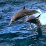 Truyện ngụ ngôn Phật giáo: Cá và sóng Truyện ngụ ngôn Phật giáo: Cá và sóng
