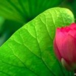Truyện thơ tiền thân Đức Phật Truyện thơ tiền thân Đức Phật