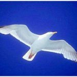 Từ bản chất tâm thức nguyên sinh Từ bản chất tâm thức nguyên sinh