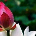 Tự khúc Tự khúc