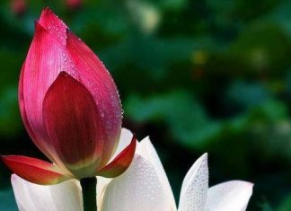 Tự khúc Tự khúc