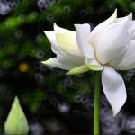 Tu theo tánh của mỗi người tu-theo-tanh-cua-moi-nguoi
