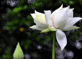 Tu theo tánh của mỗi người tu-theo-tanh-cua-moi-nguoi