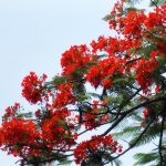 Tuyển tập thơ Thích Chơn Phương Tuyển tập thơ Thích Chơn Phương