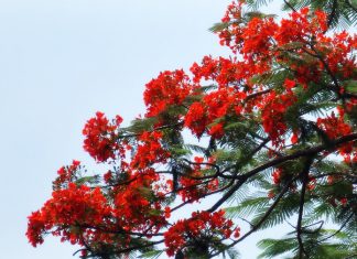 Tuyển tập thơ Thích Chơn Phương Tuyển tập thơ Thích Chơn Phương