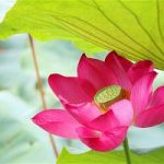 Uẩn và Không Uẩn và Không
