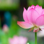 Uống dòng suối núi (Phần 4) Uống dòng suối núi (Phần 4)