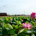 Uống dòng suối núi (Phần 5) Uống dòng suối núi (Phần 5)