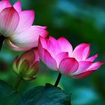 Uống dòng suối núi (Phần cuối) Uống dòng suối núi (Phần cuối)