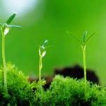 Về lại nguồn chân Về lại nguồn chân