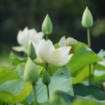 Vô minh là cấu uế lớn nhất Vô minh là cấu uế lớn nhất
