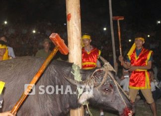 “Lá thư đẫm nước mắt của một con heo” “Lá thư đẫm nước mắt của một con heo”