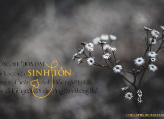 Kiên cường như hoa dại