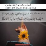 Cuộc sống muôn màu, cuộc đời muôn cảnh thichphuoctien-MANH-DAN-BUONG-XA