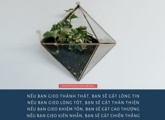 Gieo & gặt thichphuoctien-gia-tri-1