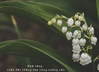 Hoa không cần phân biệt đẹp xấu. Bạn nở, chỉ vì đến lúc mình cần nở rực rỡ mà thôi…