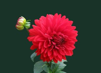 Thời vận dahlia-red-blossom-bloom-60597