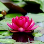 Hoa Sen flowers-3294463_960_720