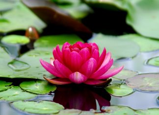 Hoa Sen flowers-3294463_960_720