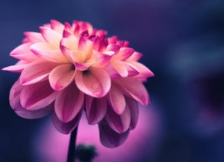 Nếu Biết Ngày Mai Đã Muộn Rồi!