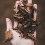 Bắt Chước Vua Bat-chuoc-vua