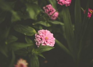Gieo Lúa Gieo-Lua