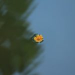 Lòng Thật Thà Long-That-Tha