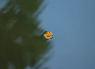 Lòng Thật Thà Long-That-Tha