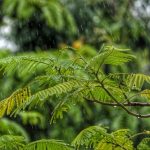 Mưa Miền Trung Du Mua-Mien-Trung-Du