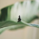 Sự Phát Đạt Thực Sự Su-phat-dat-thuc-su