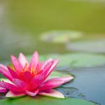 Tâm Tánh Thi Hóa Qua Điệp Khúc 20 Chữ Đầu Câu Tam-Tanh-Thi-Hoa