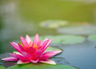 Tâm Tánh Thi Hóa Qua Điệp Khúc 20 Chữ Đầu Câu Tam-Tanh-Thi-Hoa