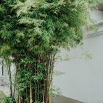 Bà Lão Bộc ba lao boc
