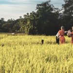 Bài Học Đạo Lý Từ Sự Cúng Dường bai hoc dao ly tu su cung duong