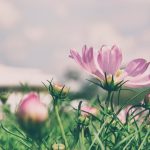 Bảo vệ gia đình khỏi đổ vỡ bao-ve-gia-dinh-khoi-nhung-do-vo