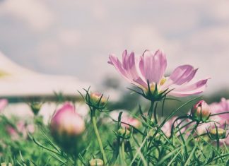 Bảo vệ gia đình khỏi đổ vỡ bao-ve-gia-dinh-khoi-nhung-do-vo