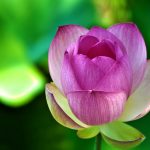 Bí quyết làm đẹp của hoàng hậu Mallika (Mạt-lợi) bi-quyet-lam-dep-cua-hoang-hau-mallika