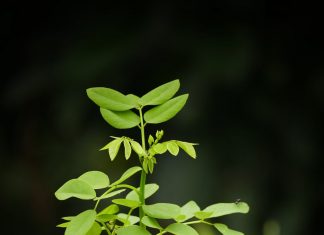 Ham chút lợi nhỏ, bị thiệt hại to cau-chuyen-nhan-qua-ham-chut-loi-nho-bi-thiet-hai-to