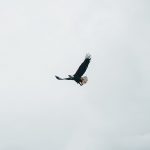 Câu chuyện Đại Bàng dane-deaner-mRAvVxhbbBs-unsplash
